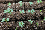 Broccoli seedlings