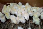Day-old broiler chicks
