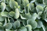 Cabbage seedlings