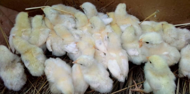 Day-old broiler and road runner chicks from Fifty Acres Nursery