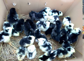 Day-old chicks broilers road runners Zimbabwe