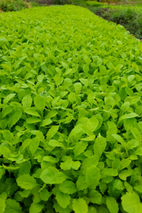 Seedlings nursery beds Gweru Zimbabwe