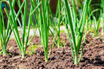 Onion seedlings