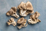Oyster mushroom spawn