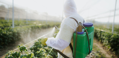 Integrated pest management for crop protection Zimbabwe