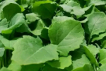 Leafy greens seedlings