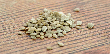 Quality seeds available at Fifty Acres Nursery Gweru